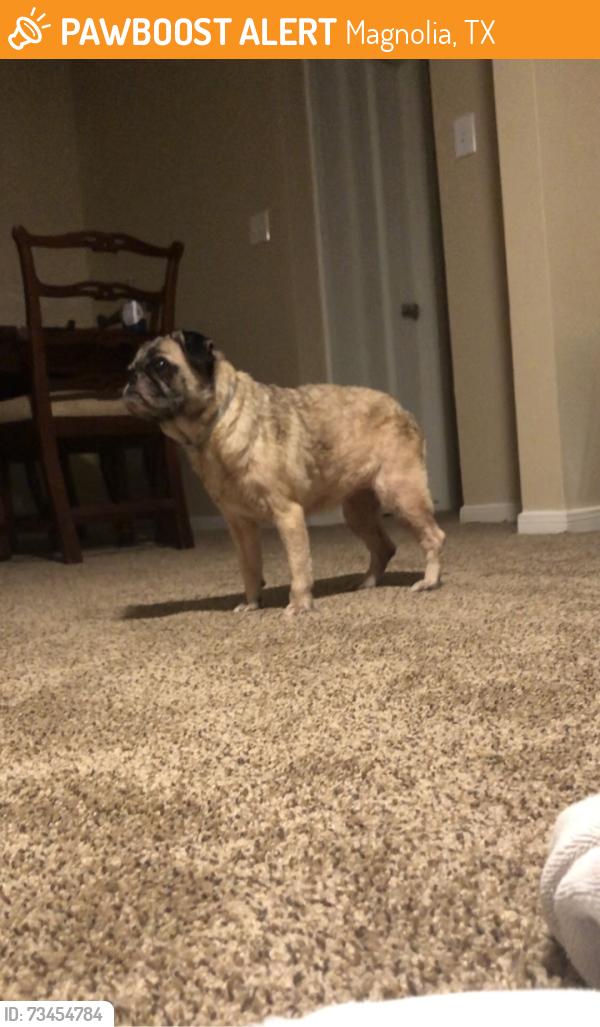 Found/Stray Female Dog last seen Shakespeare Dr, Magnolia, TX 77355