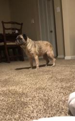 Found/Stray Female Dog last seen Shakespeare Dr, Magnolia, TX 77355