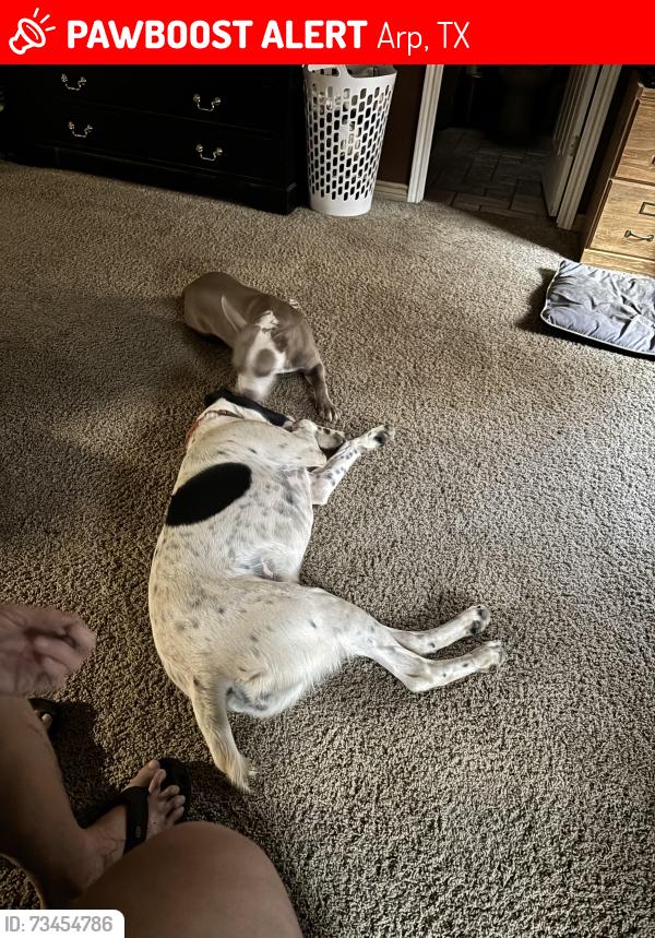 Lost Female Dog last seen Overton, TX, Arp, TX 75750