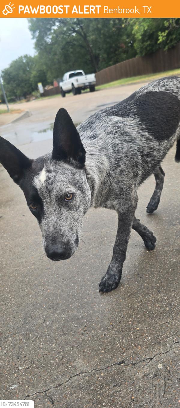 Found/Stray Male Dog last seen Bryant St and childers, Benbrook, TX 76126