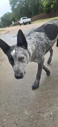 Found/Stray Male Dog last seen Bryant St and childers, Benbrook, TX 76126
