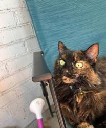 Lost Female Cat last seen smiths, Murray, UT 84123