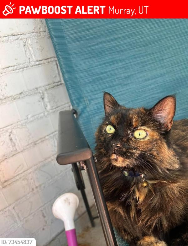 Lost Female Cat last seen smiths, Murray, UT 84123