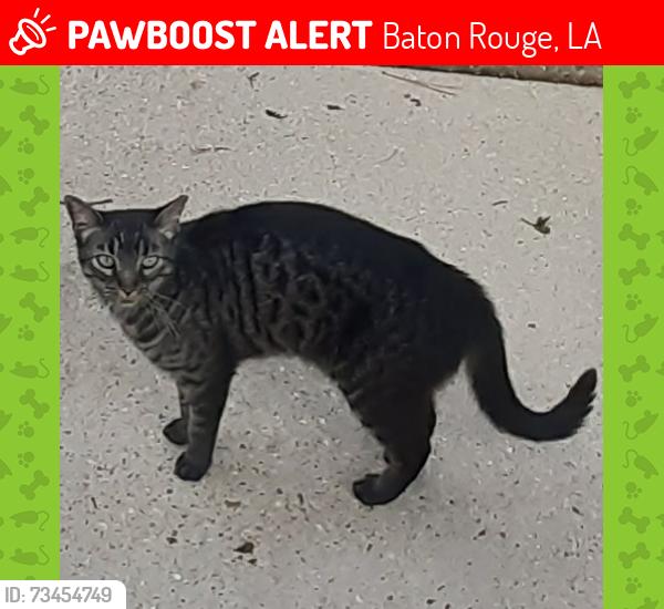 Lost Male Cat last seen On N. Maiden Dr. in Westminster Subdivision, Baton Rouge, LA 70809