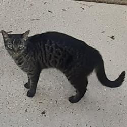 Lost Male Cat last seen On N. Maiden Dr. in Westminster Subdivision, Baton Rouge, LA 70809