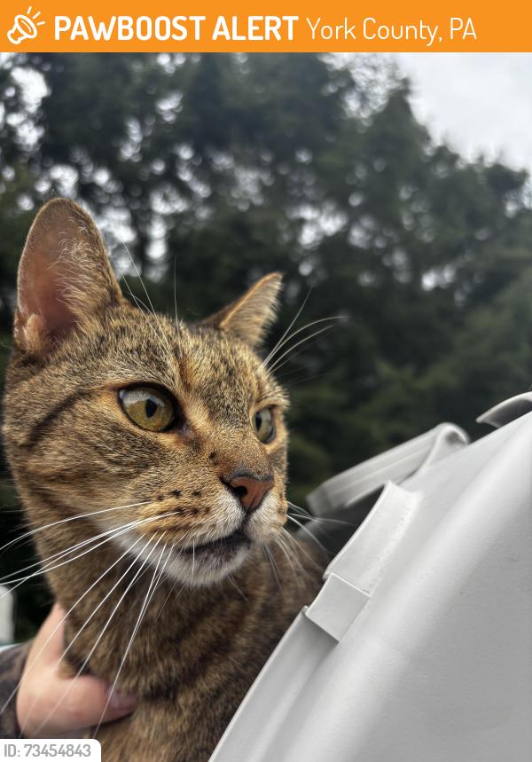 Found/Stray Female Cat last seen Fisher road etters pa, York County, PA 17319