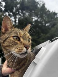 Found/Stray Female Cat last seen Fisher road etters pa, York County, PA 17319