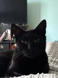 Lost Male Cat last seen Near Anderson Avenue, The Bronx, NY 10452