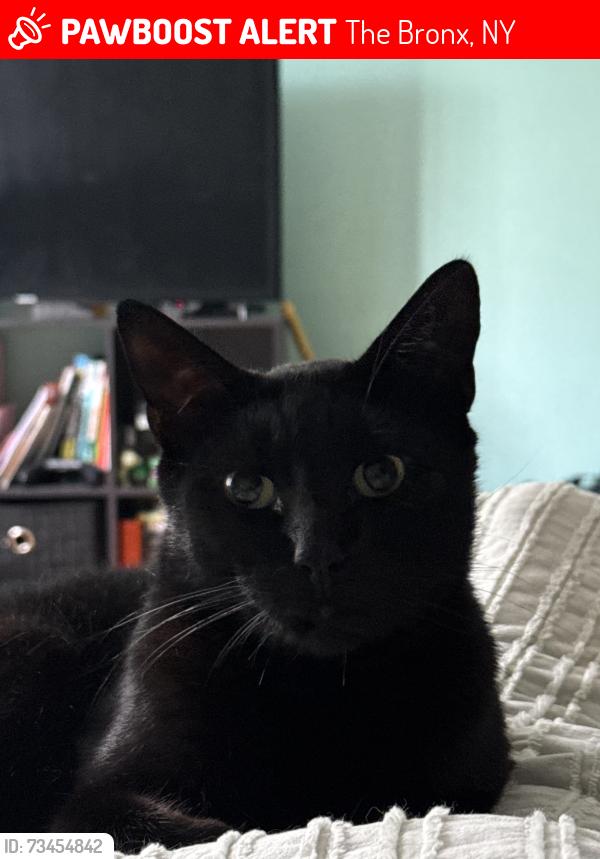 Lost Male Cat last seen Near Anderson Avenue, The Bronx, NY 10452
