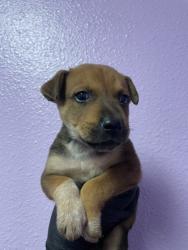 Shelter Stray Male Dog last seen Near FABENS RD, COUNTY of El Paso, TX, 5001 Fred Wilson Ave, El Paso, TX 79906, USA