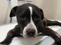 Shelter Stray Female Dog last seen Near S IH 35, City of Round Rock, TX, 1855 SE Inner Loop, Georgetown, TX 78626, USA