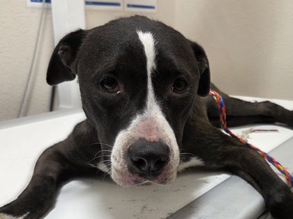 Shelter Stray Female Dog last seen Near S IH 35, City of Round Rock, TX, 1855 SE Inner Loop, Georgetown, TX 78626, USA