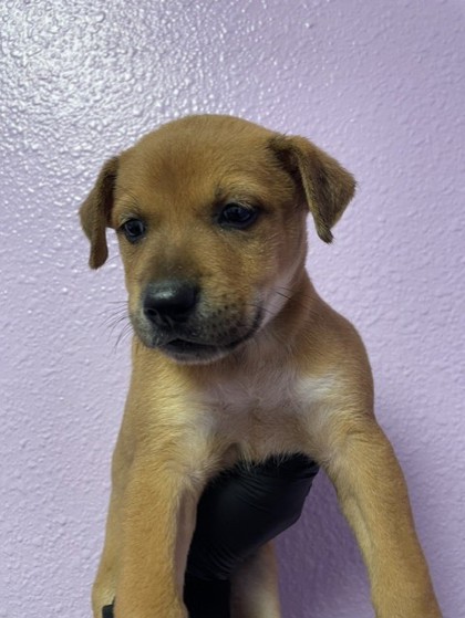 Shelter Stray Female Dog last seen Near FABENS RD, COUNTY of El Paso, TX, 5001 Fred Wilson Ave, El Paso, TX 79906, USA