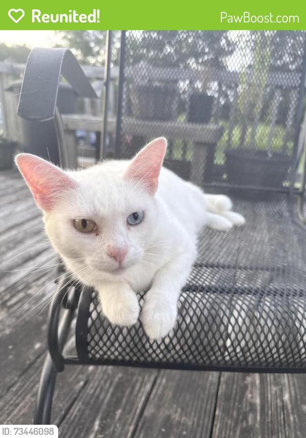 Reunited Female Cat last seen Near Davis road Pelzer sc 29669, Greenville County, SC 29669