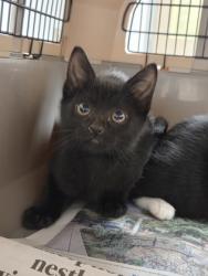 Shelter Stray Male Cat last seen Data Dr, Rancho Cordova, CA, 6201 Florin Perkins Rd, Sacramento, CA 95828, USA