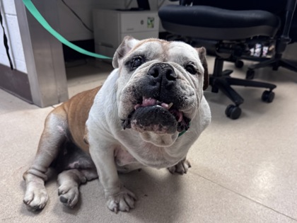 Shelter Stray Female Dog last seen , , CA, 1101 29th Ave, Oakland, CA 94601, USA