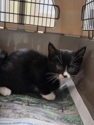 Shelter Stray Male Cat last seen Data Dr, Rancho Cordova, CA, 6201 Florin Perkins Rd, Sacramento, CA 95828, USA