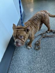 Shelter Stray Female Dog last seen Near Foothill Blvd, Oakland, CA, 1101 29th Ave, Oakland, CA 94601, USA