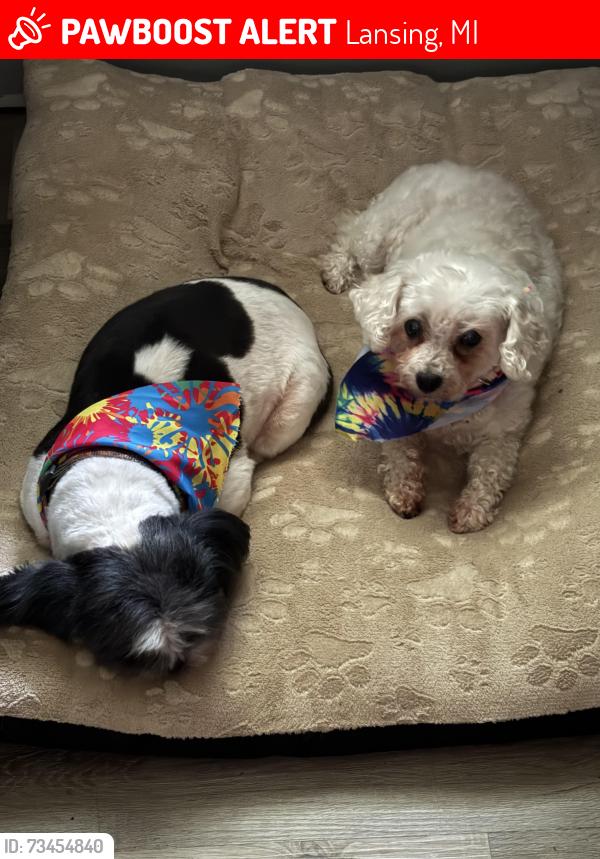 Lost Female Dog last seen W. Berry Ave & Palmer, Lansing, MI 48910