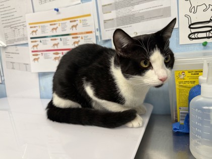 Shelter Stray Male Cat last seen Whippersnapper Way & Vibrant Dr, Roseville City, CA, 200 Tahoe Ave, Roseville, CA 95678, USA