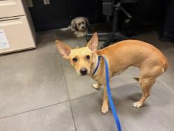 Shelter Stray Female Dog last seen , 75149, TX, 1650 Gross Rd, Mesquite, TX 75149, USA