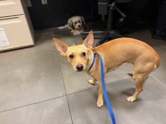 Shelter Stray Female Dog last seen , 75149, TX, 1650 Gross Rd, Mesquite, TX 75149, USA