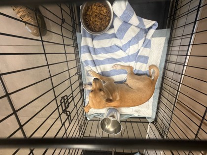 Shelter Stray Male Dog last seen , 75149, TX, 1650 Gross Rd, Mesquite, TX 75149, USA