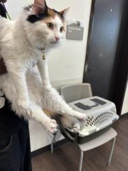 Shelter Stray Female Cat last seen Near Marietta Blvd, Atlanta, GA, 1251 Fulton Industrial Blvd NW, Atlanta, GA 30336, USA