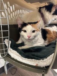 Shelter Stray Female Cat last seen Near Marietta Blvd, Atlanta, GA, 1251 Fulton Industrial Blvd NW, Atlanta, GA 30336, USA