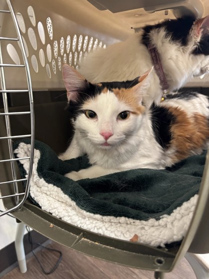 Shelter Stray Female Cat last seen Near Marietta Blvd, Atlanta, GA, 1251 Fulton Industrial Blvd NW, Atlanta, GA 30336, USA