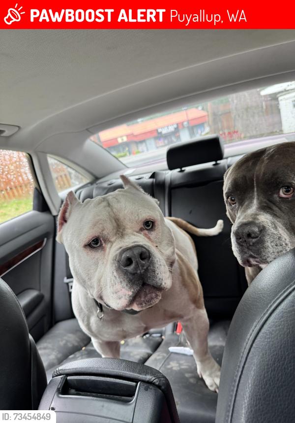 Lost Male Dog last seen 96th & canyon rd, Puyallup, WA 98371