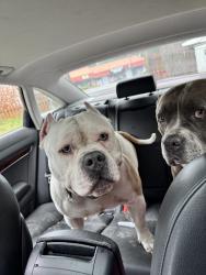 Lost Male Dog last seen 96th & canyon rd, Puyallup, WA 98371