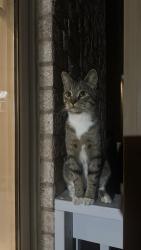 Found/Stray Unknown Cat last seen corner brook cres, Vaughan, ON 