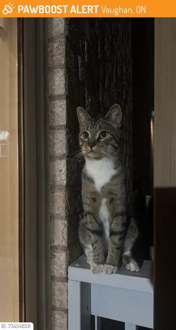 Found/Stray Unknown Cat last seen corner brook cres, Vaughan, ON 