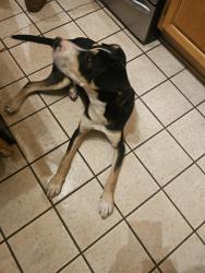Found/Stray Male Dog last seen Quail Run cndmniums near Las Colinas Town Clock, Irving, TX 75062