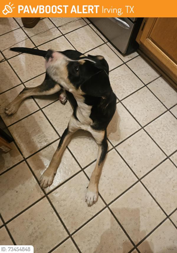 Found/Stray Male Dog last seen Quail Run cndmniums near Las Colinas Town Clock, Irving, TX 75062