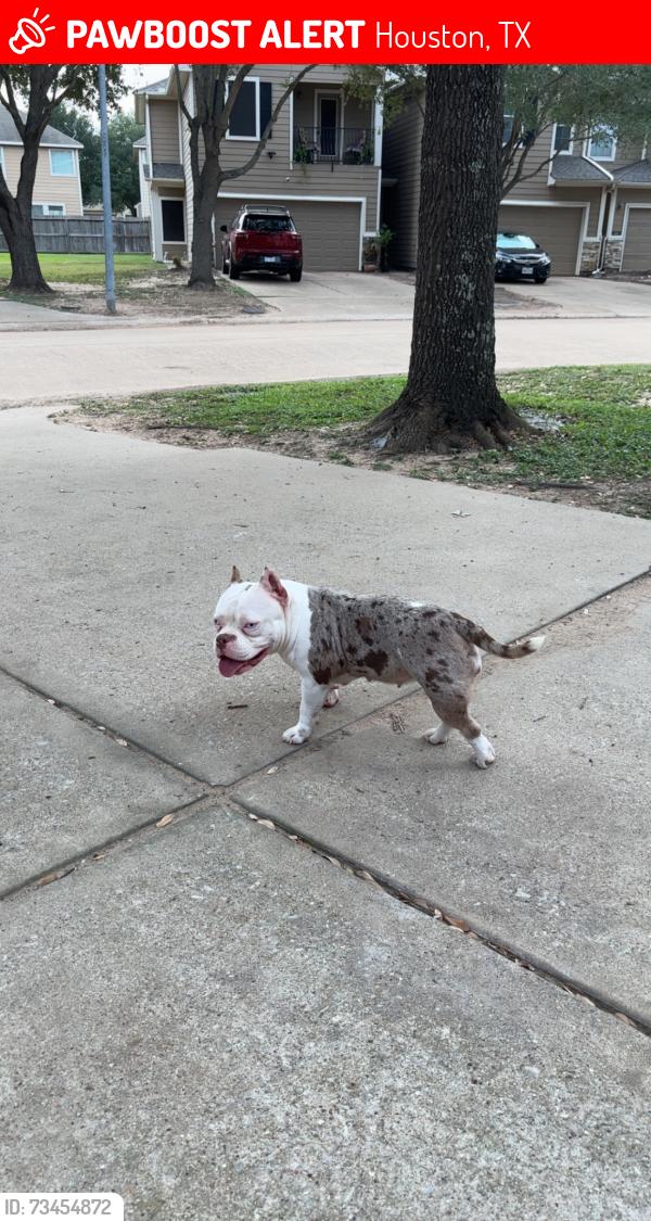 Lost Female Dog last seen W Little York Rd & Hwy 6, Houston, TX 77084