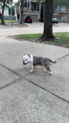 Lost Female Dog last seen W Little York Rd & Hwy 6, Houston, TX 77084