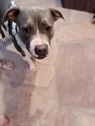 Found/Stray Male Dog last seen 47th Ave and Butler, Glendale, AZ 85302