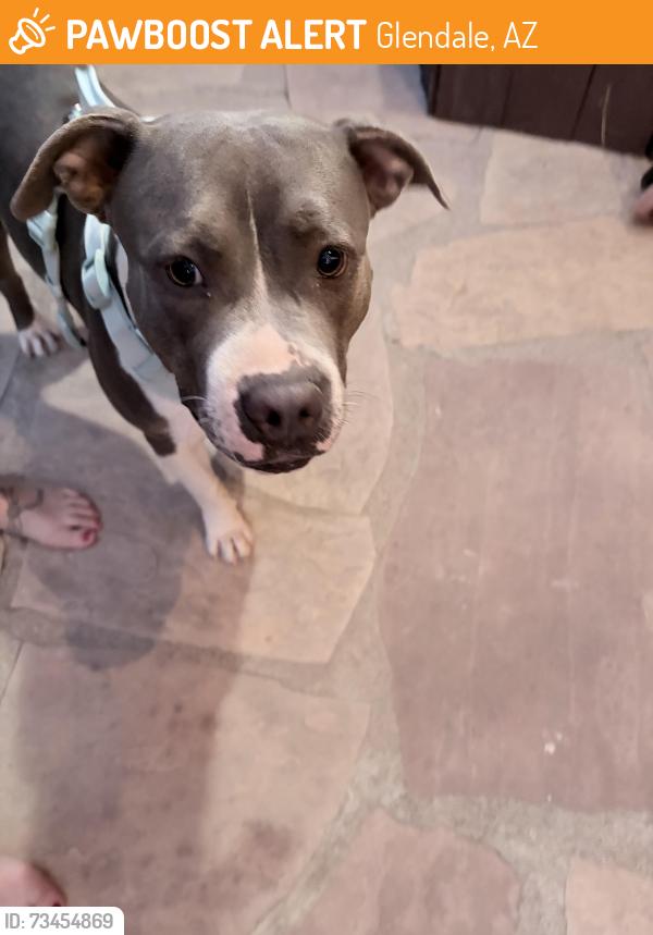 Found/Stray Male Dog last seen 47th Ave and Butler, Glendale, AZ 85302