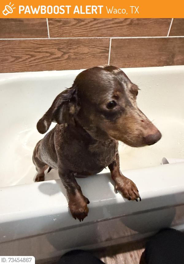 Found/Stray Male Dog last seen Primrose Dr, Waco, TX 76706