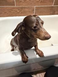 Found/Stray Male Dog last seen Primrose Dr, Waco, TX 76706