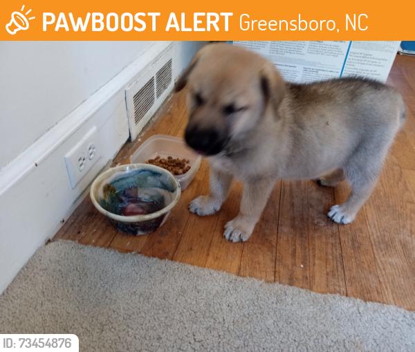 Found/Stray Male Dog last seen Madison Ave & N Lindell Rd, Greensboro, NC 27403