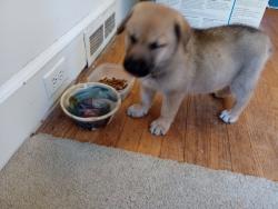 Found/Stray Male Dog last seen Madison Ave & N Lindell Rd, Greensboro, NC 27403