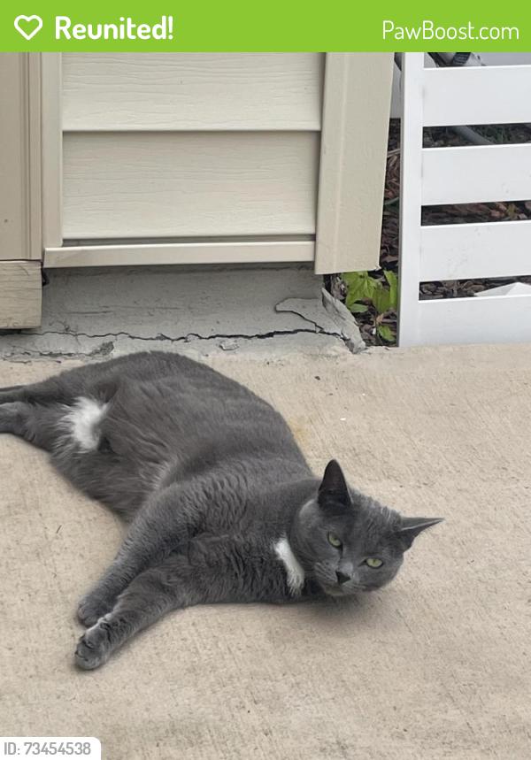 Reunited Female Cat last seen Near scholar drive, Durham, NC 27703