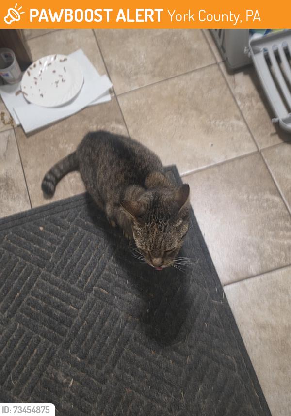 Found/Stray Female Cat last seen Valley rd....fisher rd etters pa 17319, York County, PA 17319