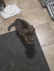 Found/Stray Female Cat last seen Valley rd....fisher rd etters pa 17319, York County, PA 17319