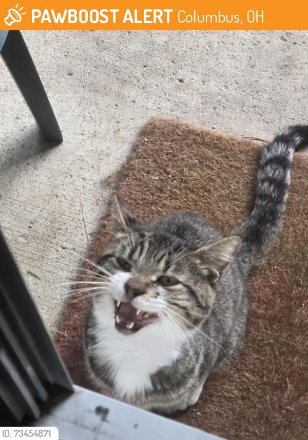 Found/Stray Male Cat last seen Fisher Rd, Columbus, OH 43204