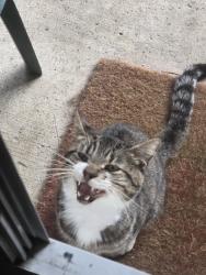 Found/Stray Male Cat last seen Fisher Rd, Columbus, OH 43204