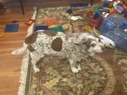Lost Male Dog last seen Ridgeside Rd, Chattanooga, TN 37411